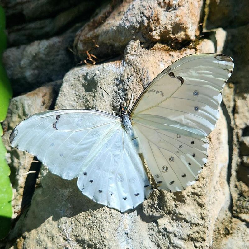 White Butterfly