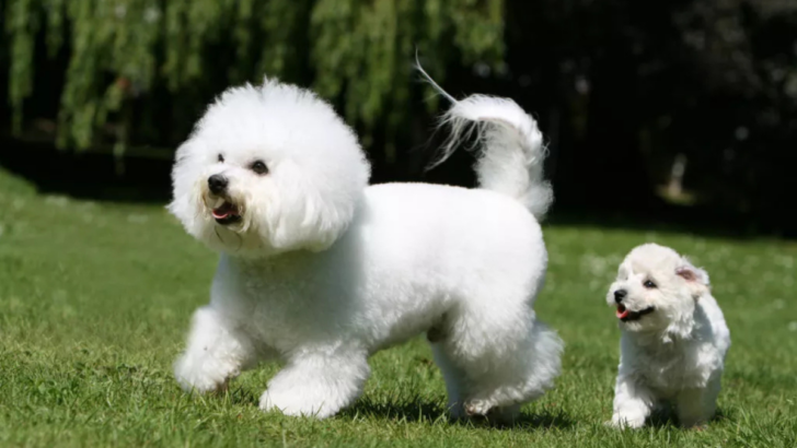 8 Adorable White Dog Breeds You’ll Fall in Love With