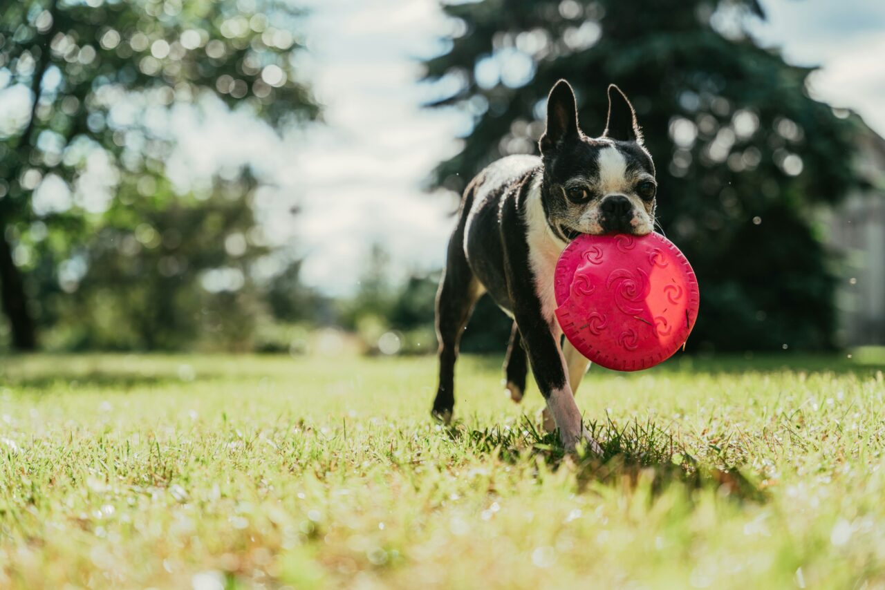 Whoops! 10 Common Mistakes Dog Owners Should Dodge to Keep Their Pups Happy