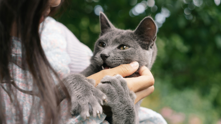 Why Cats Bite and What They’re Really Trying to Say