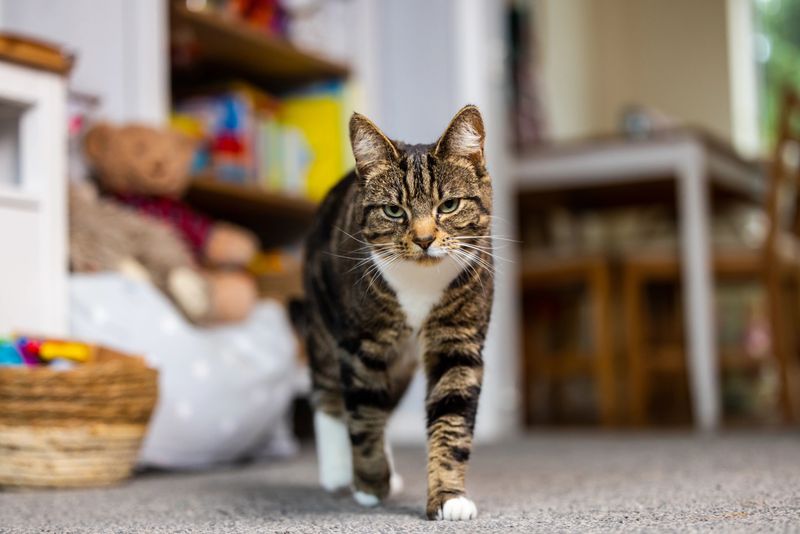 Why Does My Cat Follow Me Everywhere? 9 Possible Reasons