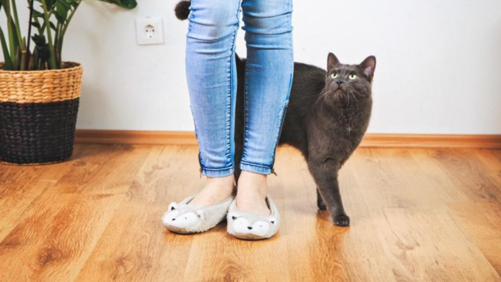 Why Does My Cat Follow Me Everywhere? 9 Possible Reasons