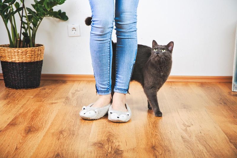 Why Does My Cat Follow Me Everywhere? 9 Possible Reasons