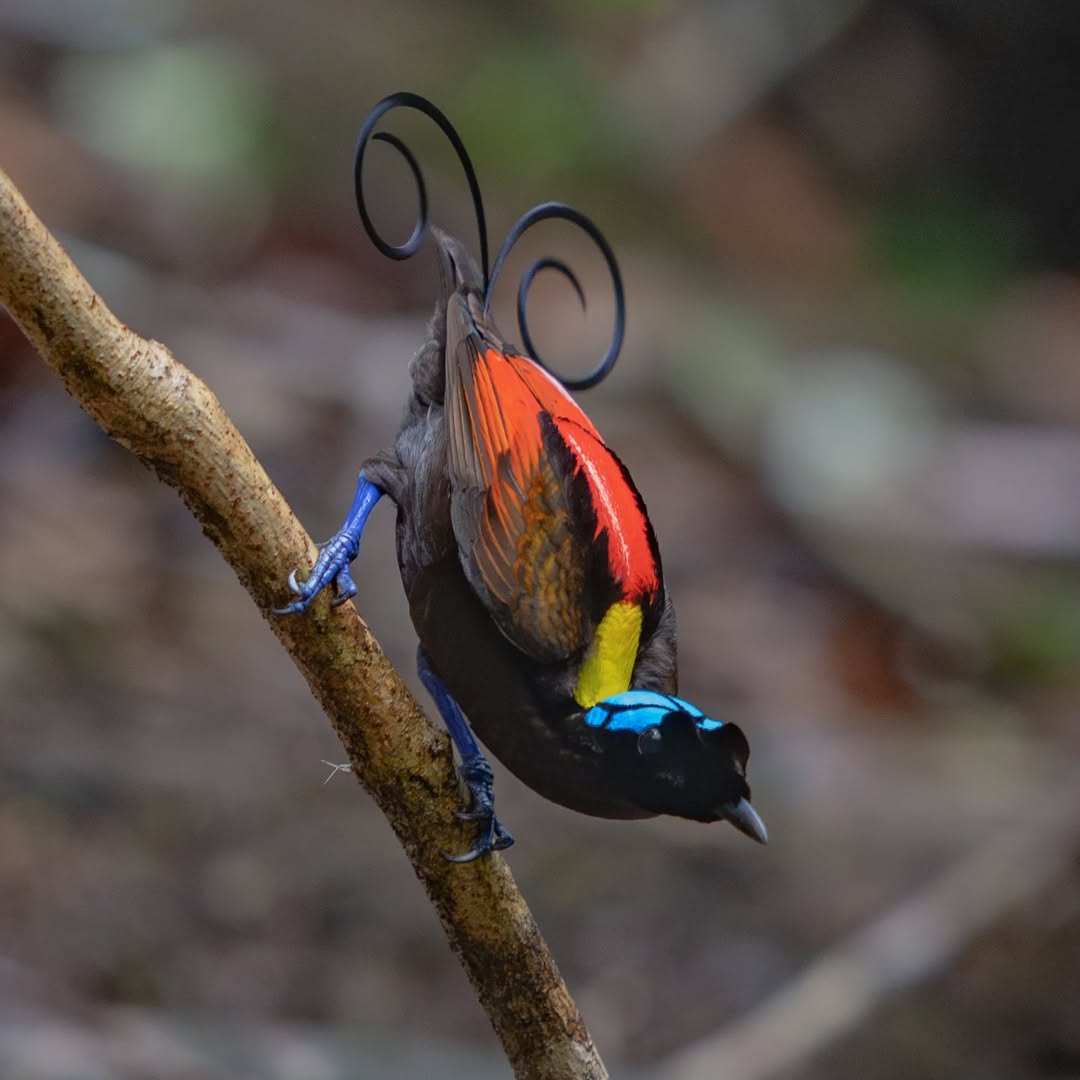 Meet the Birds With the Most Stunning Feathers You've Ever Seen