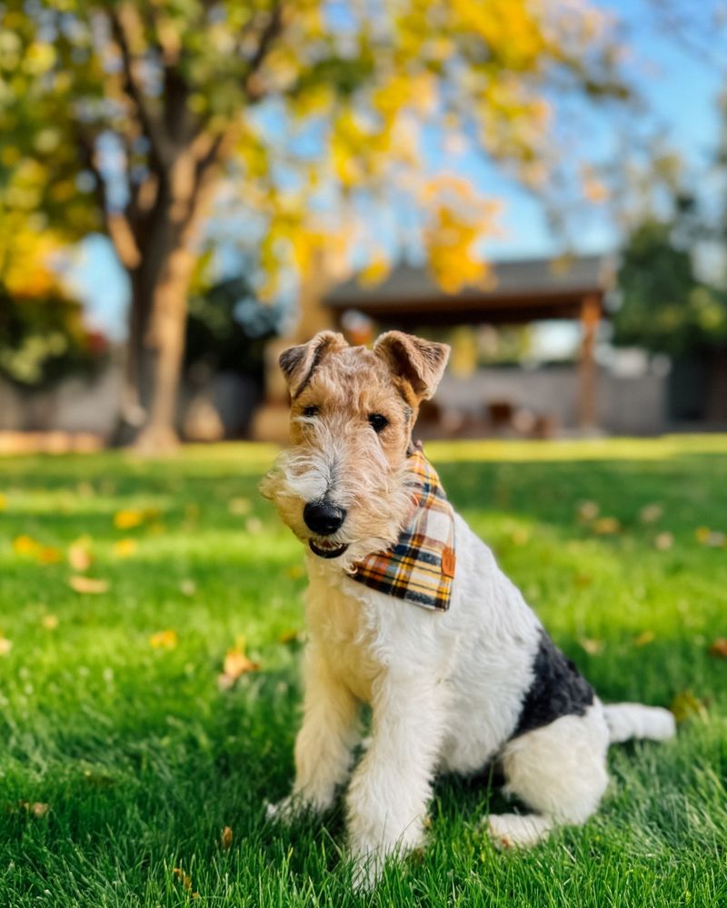 Wire Fox Terrier