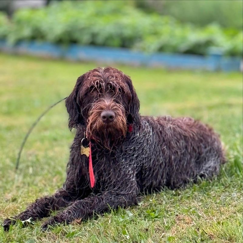 Wirehaired Pointing Griffon