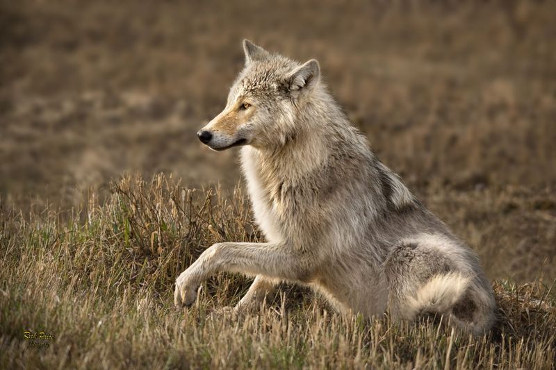 Wood Buffalo National Park, Canada