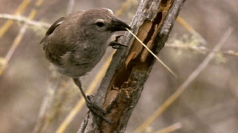 Woodpecker Finches