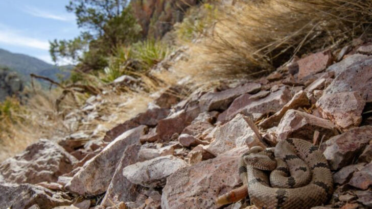 Watch Out! 5 Places Rattlesnakes Might Be Hiding Nearby