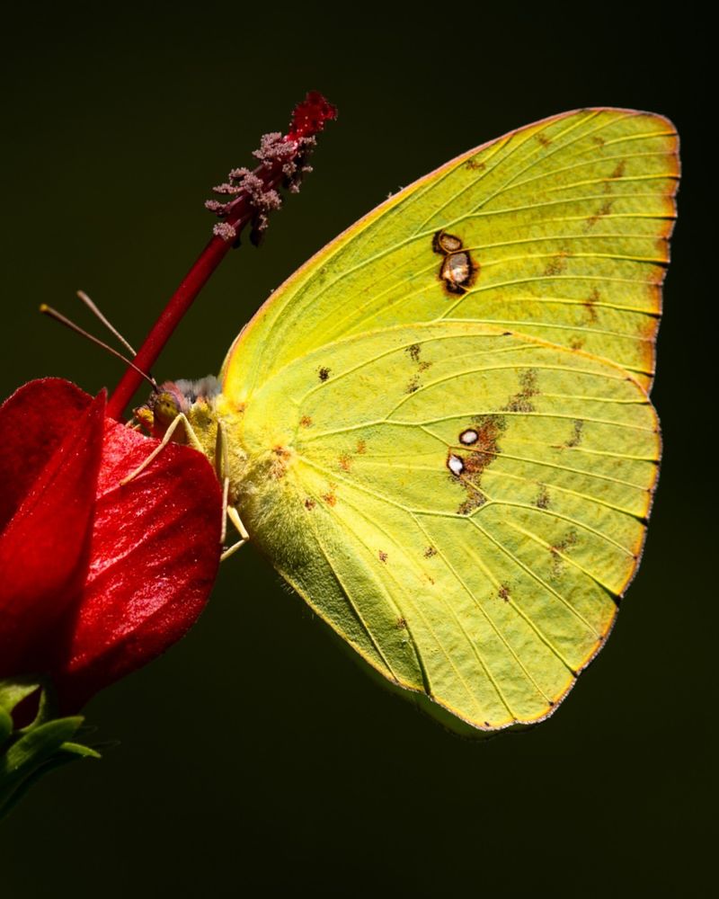 Yellow Butterfly