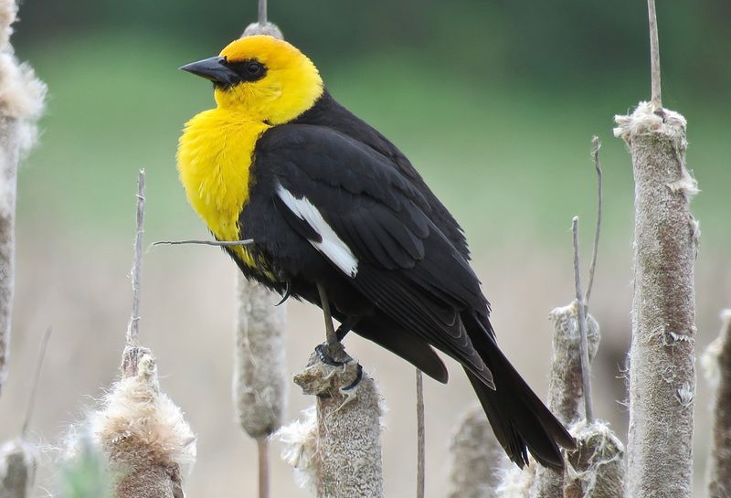 Yellow-headed Blackbird