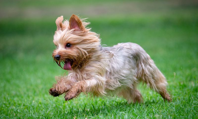 Yorkshire Terrier