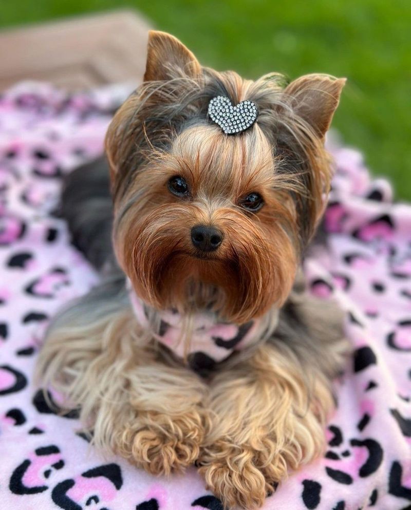 Yorkshire Terrier