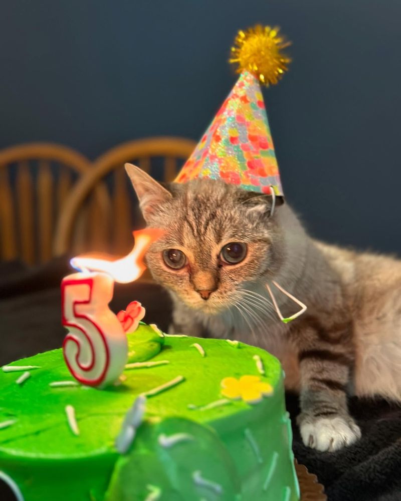 You Celebrate Cat Birthdays