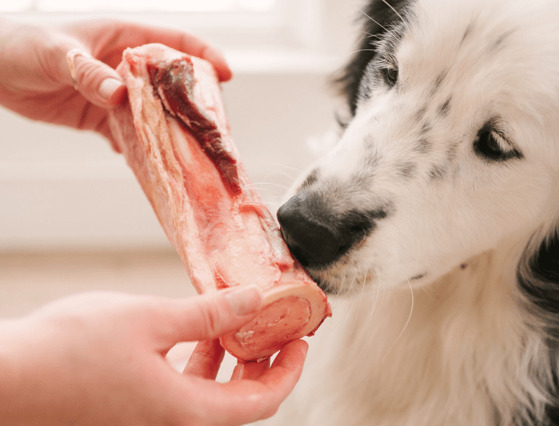 You Should NEVER Feed Your Dog These 10 Food Items