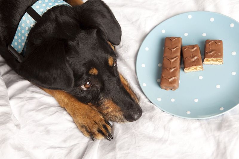 You Should NEVER Feed Your Dog These 10 Food Items