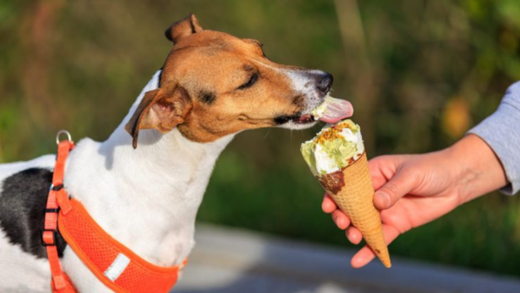 You Should NEVER Feed Your Dog These 10 Food Items