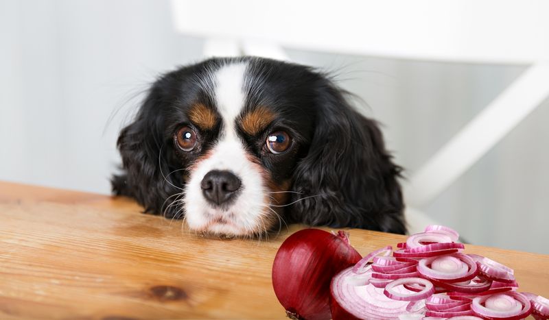 You Should NEVER Feed Your Dog These 10 Food Items