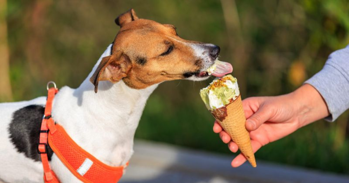 You Should NEVER Feed Your Dog These 10 Food Items