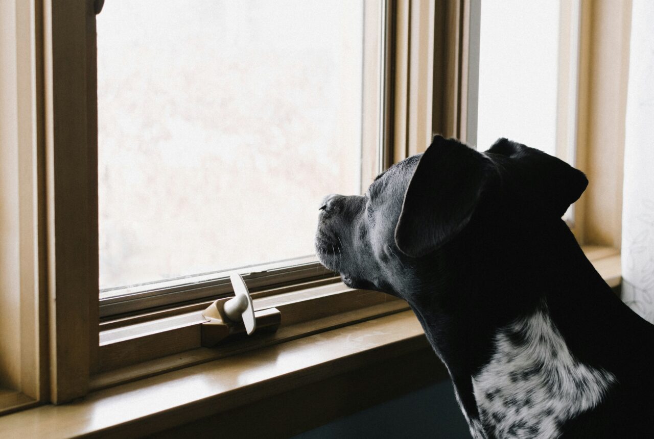 Your Dog Might Be Unhappy if You Notice Any of These 15 Signs