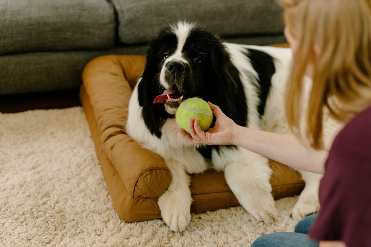 Your Dog Might Be Unhappy if You Notice Any of These 15 Signs