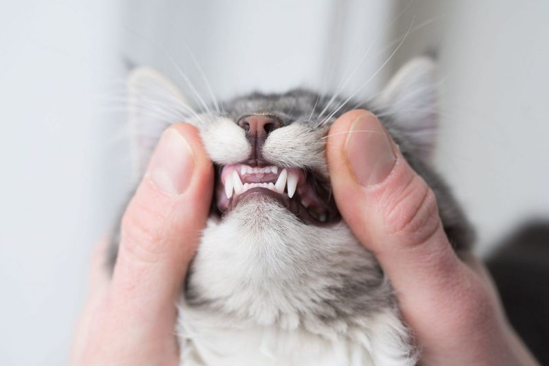 Your Ultimate Guide to the 7 Most Common Medical Problems for Cats and How to Help Them