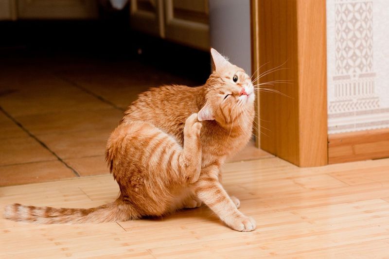 Your Ultimate Guide to the 7 Most Common Medical Problems for Cats and How to Help Them