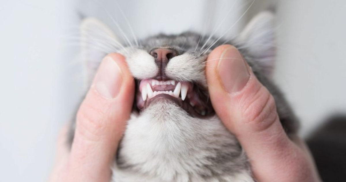 Your Ultimate Guide to the 7 Most Common Medical Problems for Cats and How to Help Them