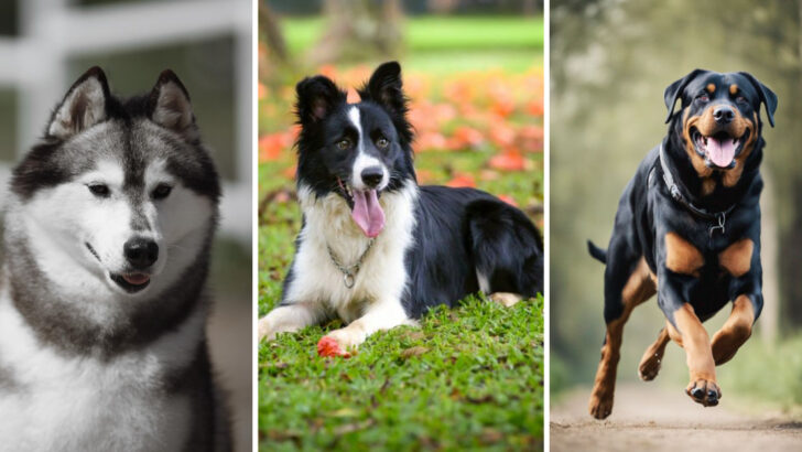 10 Dog Breeds That May Be Too Much for Seniors