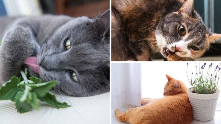 11 Delightful Scents That Cats Love