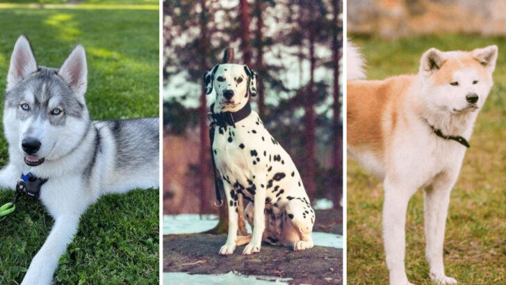 9 Dog Breeds That May Be Challenging for First-Time Owners