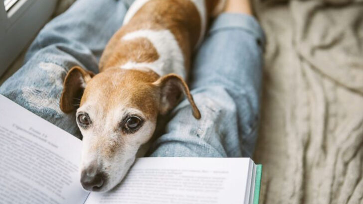 10 Signs Your Deceased Dog Might Be Watching Over You