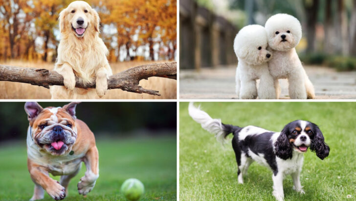 20 Dog Breeds That Are Incredibly Sensitive and Loving