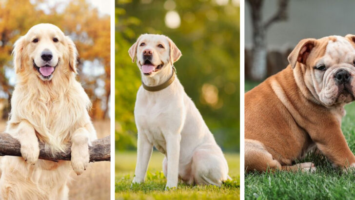 13 Dog Breeds Most Likely To Take Over Your Bed