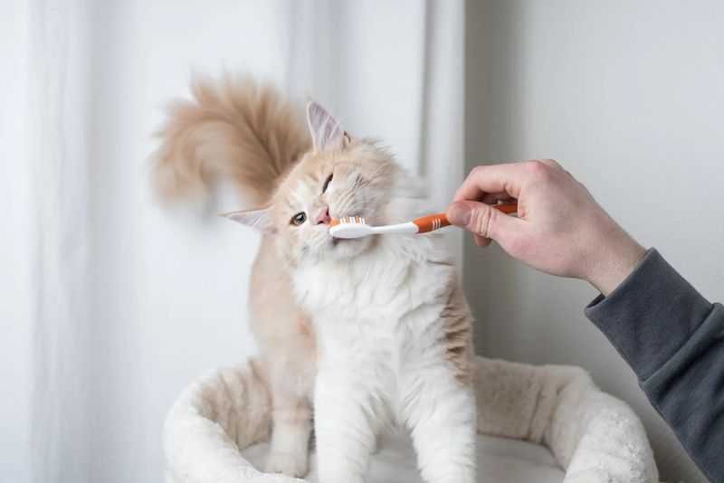 8 Must-Know Grooming Hacks for Long-Haired Cats That Will Keep Them Looking Majestic