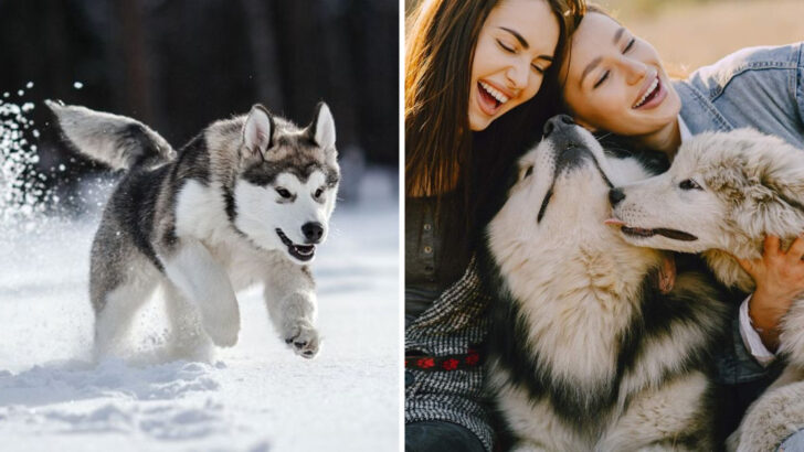 15 Reasons Why Siberian Huskies Are Truly Remarkable