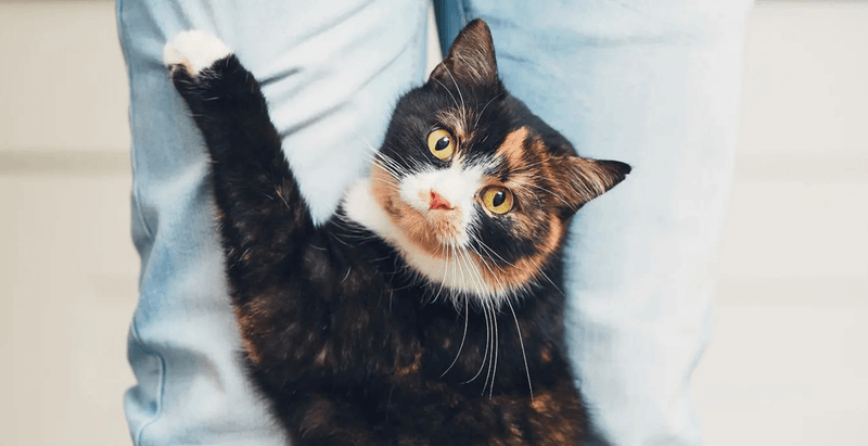 9 Fascinating Reasons Why Cats Rub Against You