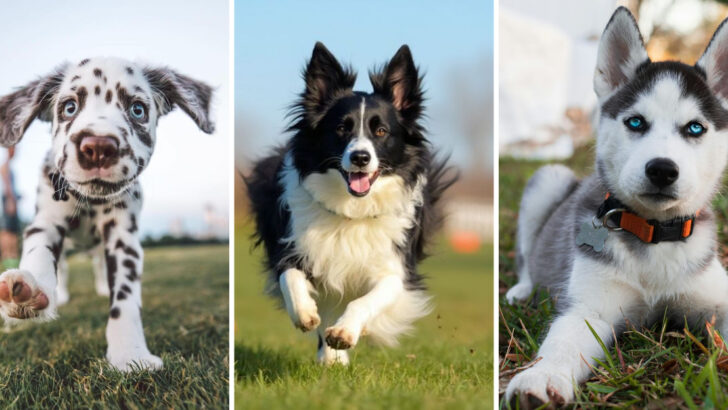 10 Dog Breeds That Will Test Your Patience