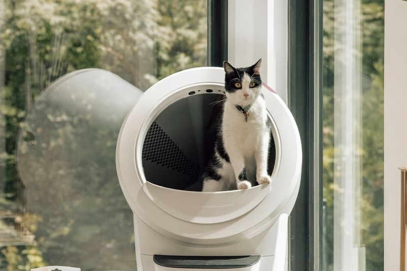 8 Surprising Reasons Your Cat Stopped Using the Litter Box (And What You Can Do)