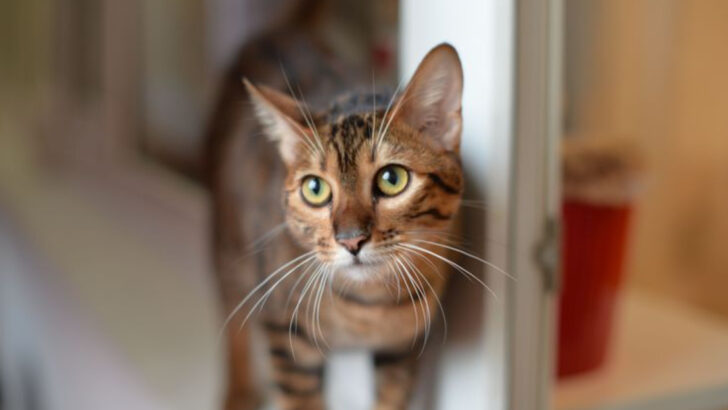 These 15 Hypoallergenic Cats Are Perfect For People With Allergies