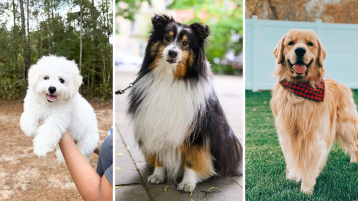 13 Hug-Worthy Dog Breeds for Emotional Support and Care