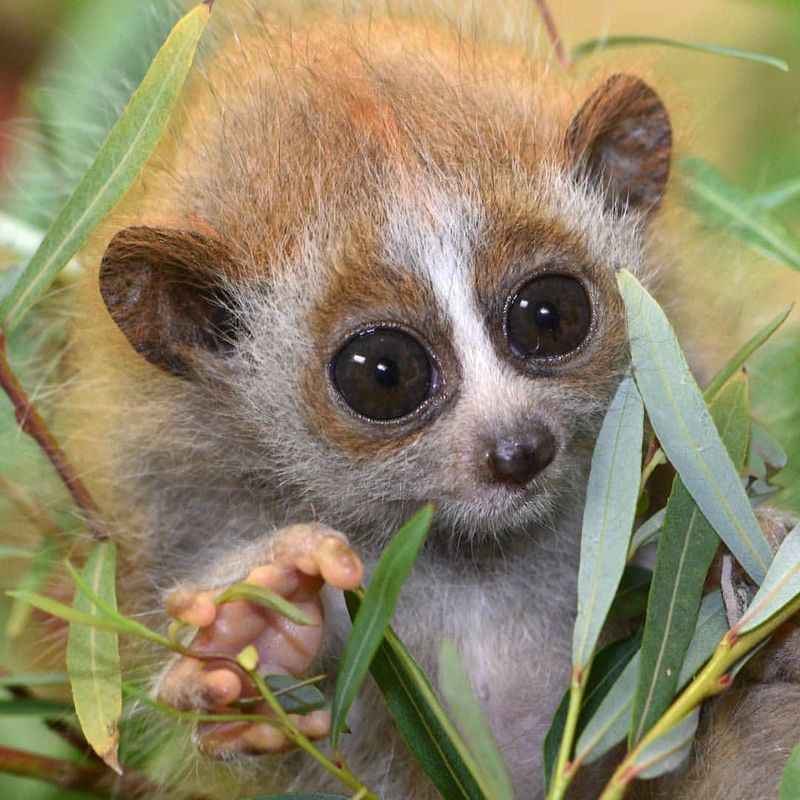 10 Adorable Animals That Might Surprise You With Their Dangerous Traits