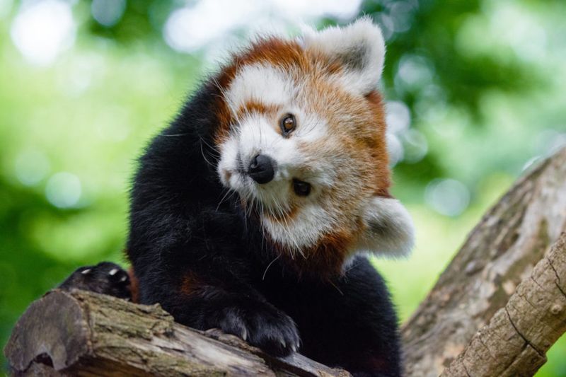 10 Adorable Animals That Might Surprise You With Their Dangerous Traits