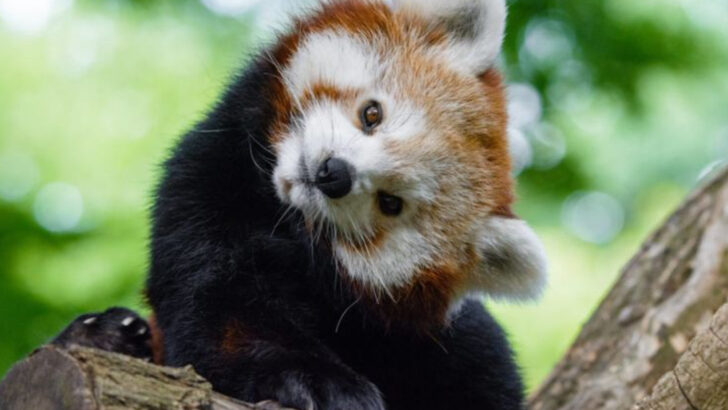 10 Adorable Animals That Might Surprise You With Their Dangerous Traits