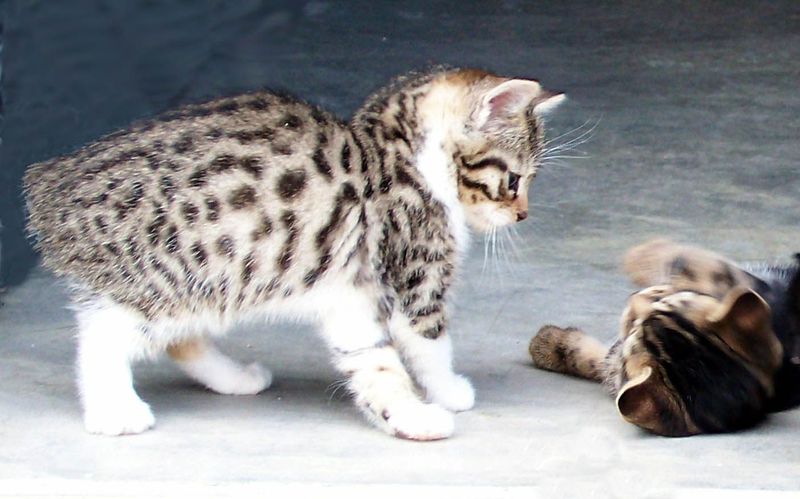 10 Adorable Traits That Make Manx Cats Stand Out From the Rest