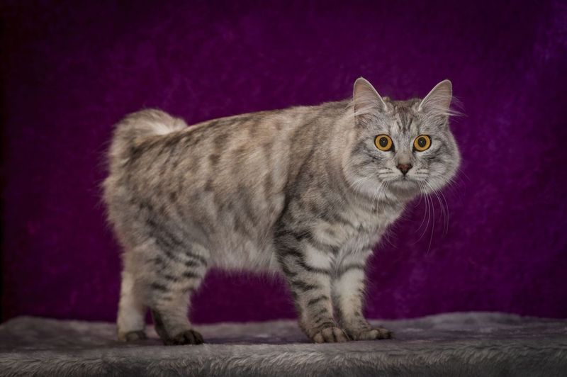 10 Adorable Traits That Make Manx Cats Stand Out From the Rest