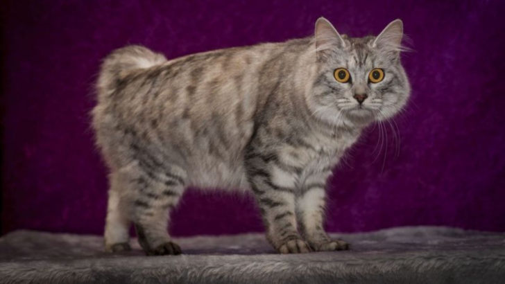 10 Adorable Traits That Make Manx Cats Stand Out From the Rest