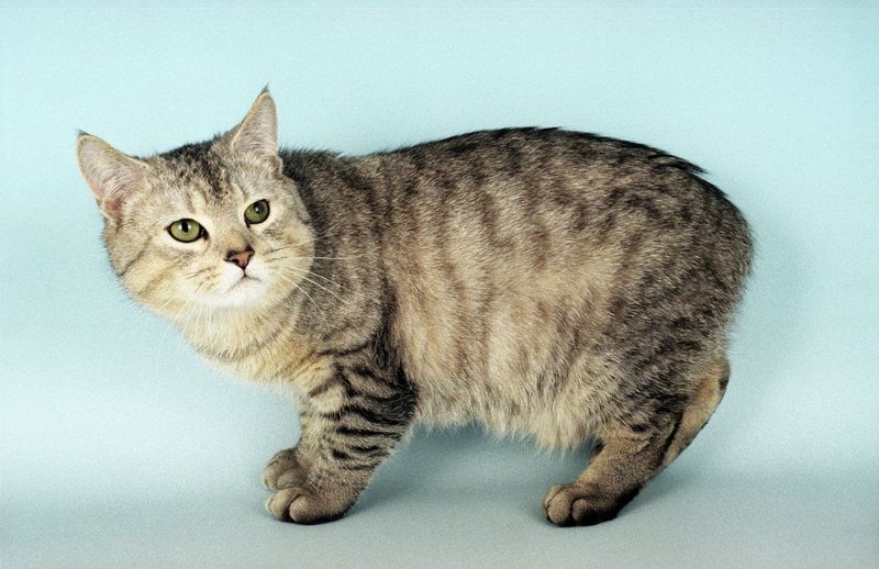 10 Adorable Traits That Make Manx Cats Stand Out From the Rest