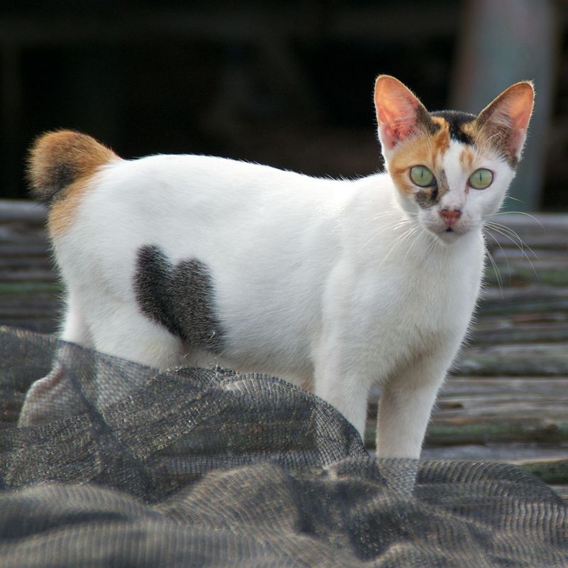 10 Adorable Traits That Make Manx Cats Stand Out From the Rest