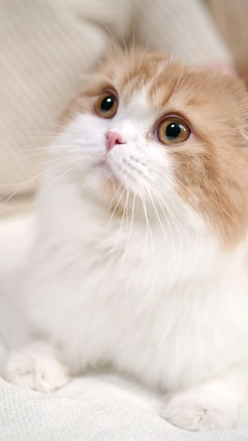 10 Adorable Ways Your Cat Says "I Trust You"